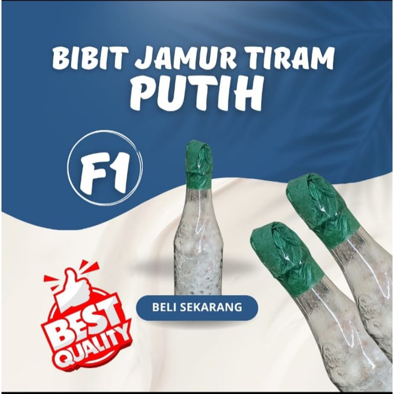 

Bibit Jamur Tiram Putih F1