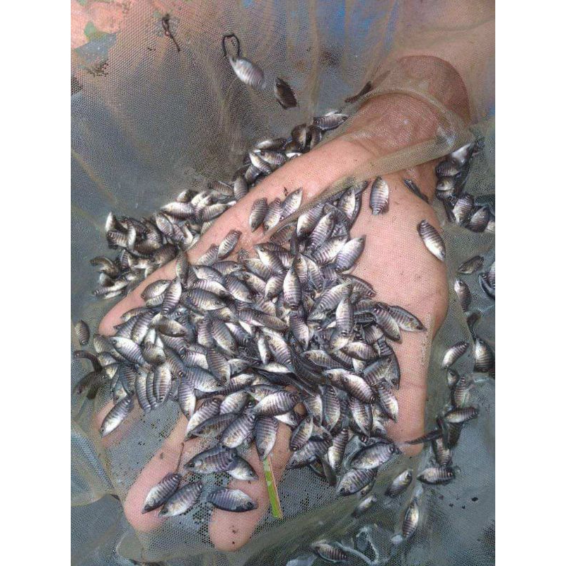 bibit gurame soang nguaci isi 50 ekor