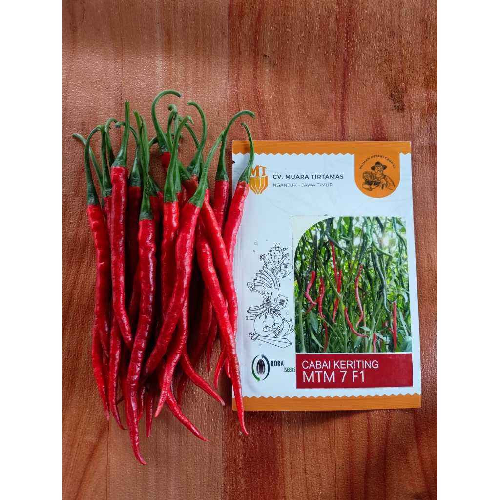 MTM 7 F1 – BENIH CABAI KERITING | BIBIT CABAI KERITING