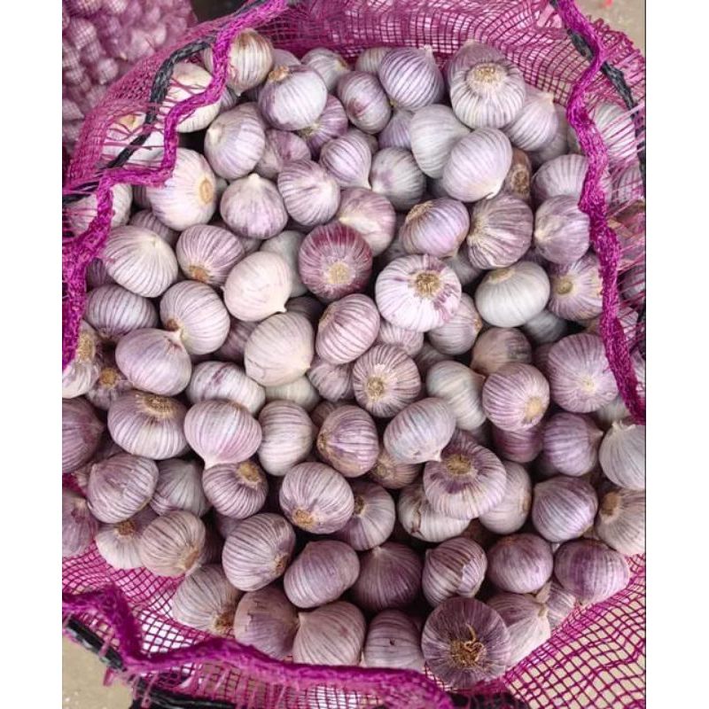 

Bahan Black Garlic (BAWANG PUTIH TUNGGAL IMPOR) 10.KG | Bawang Fresh Murah - 100% Original Import