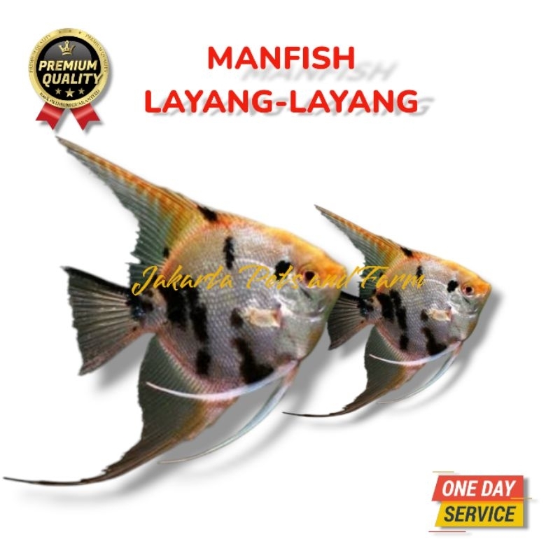 Ikan Hias Aquascape Manfish - Ikan Layang Layang