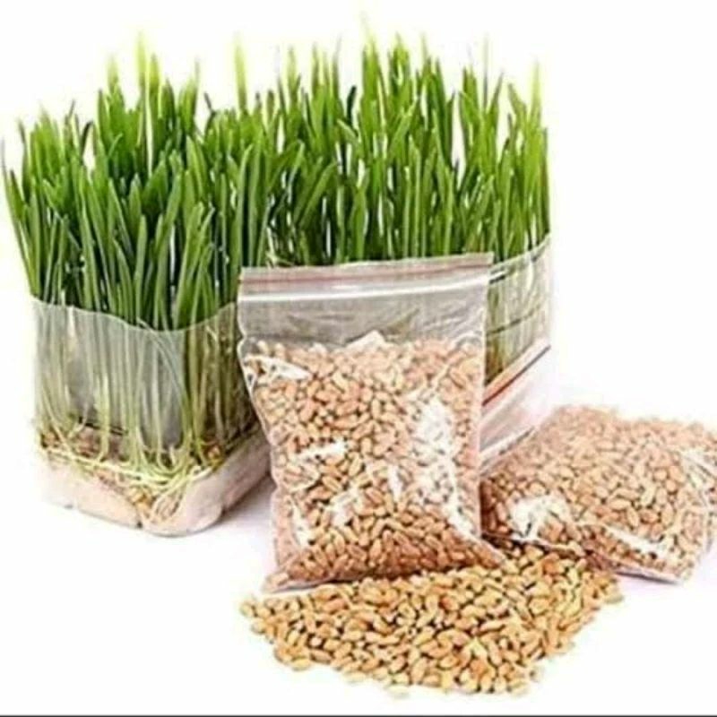 

Benih Wheatgrass Biji Rumput Gandum wheatgrass seed 250 gram rumput kucing