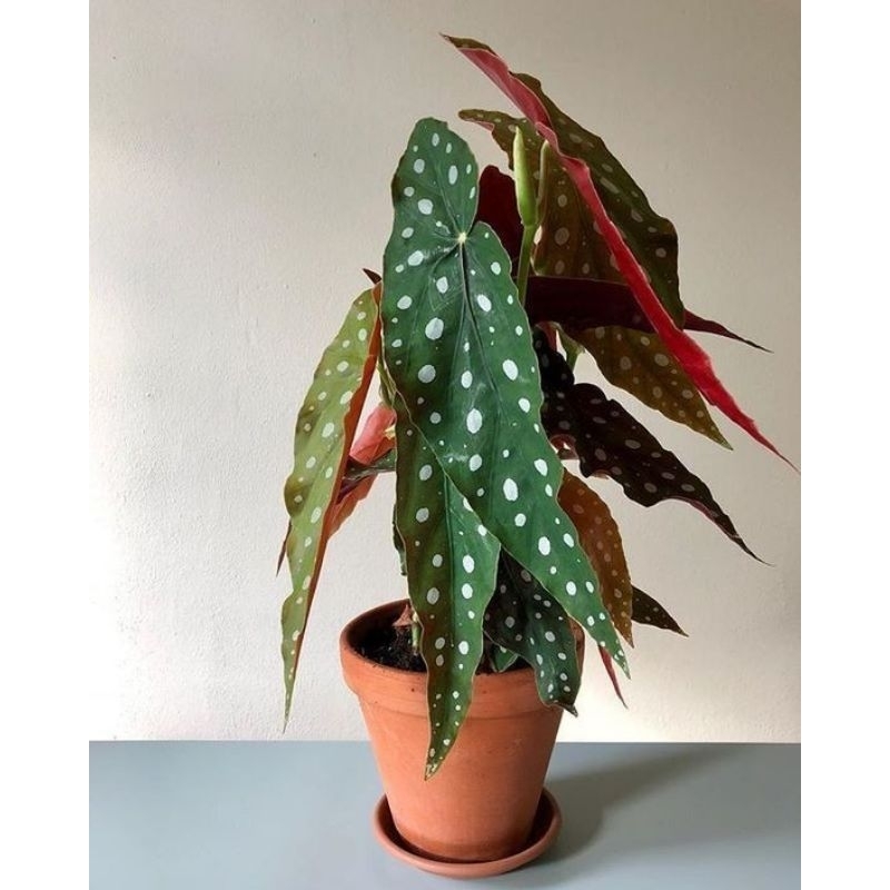 tanaman hias begonia polkadot - Begonia polkadot - tanaman hias