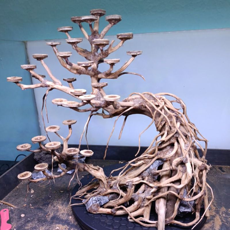 bonsai harscape aquascape akar rasamala untuk aquarium 40cm