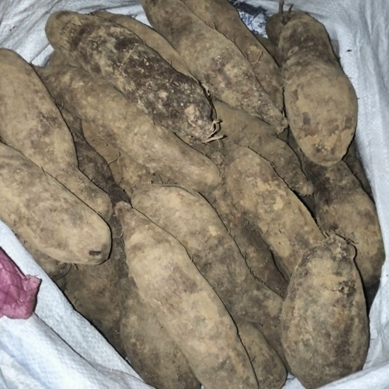 

Ubi Uwi Putih/ Ubi Habang/ Ubi Ungu Alabio/ Ubi Kalimantan
