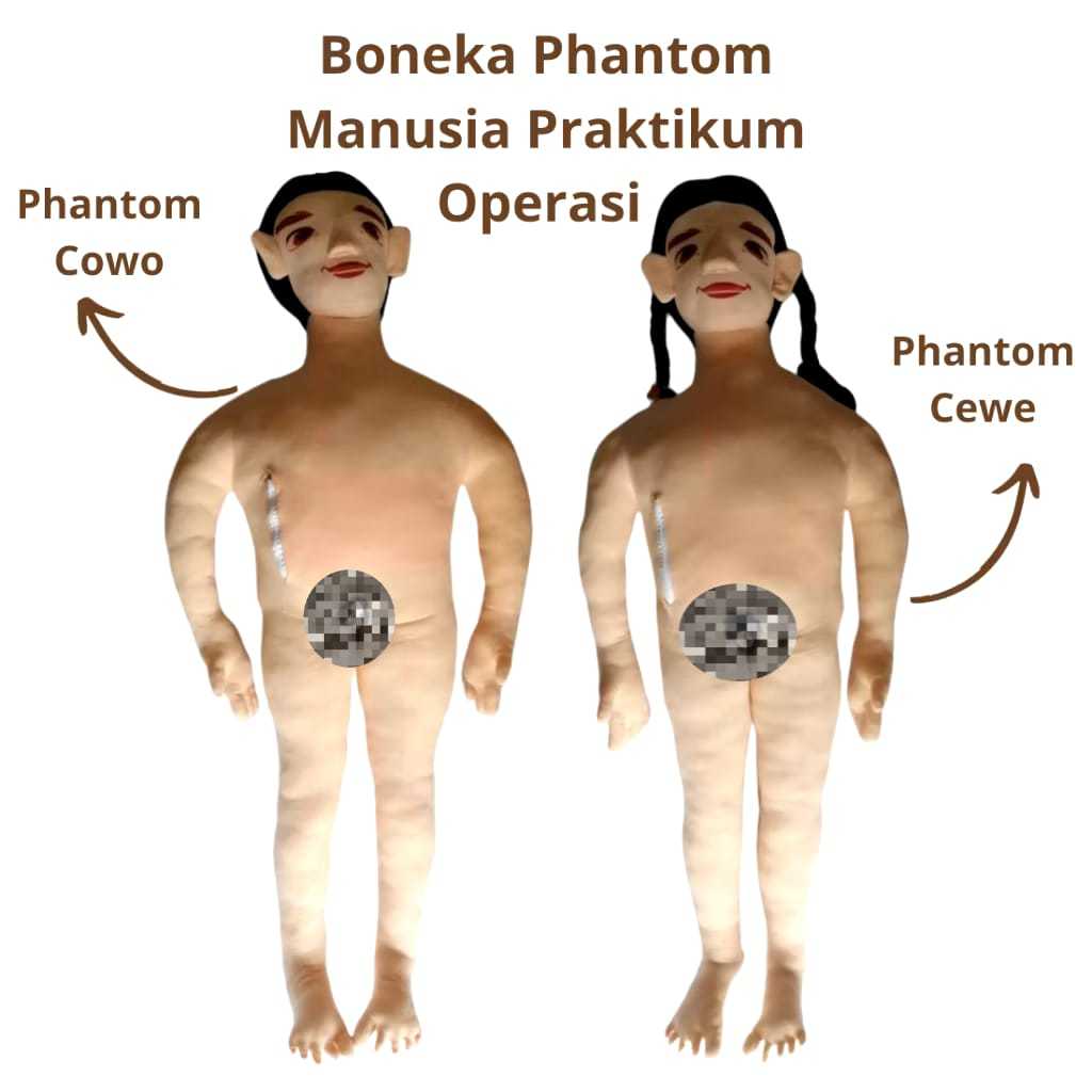 Boneka Praktikum Phantom Manusia | Boneka Praktikum Kedokteran