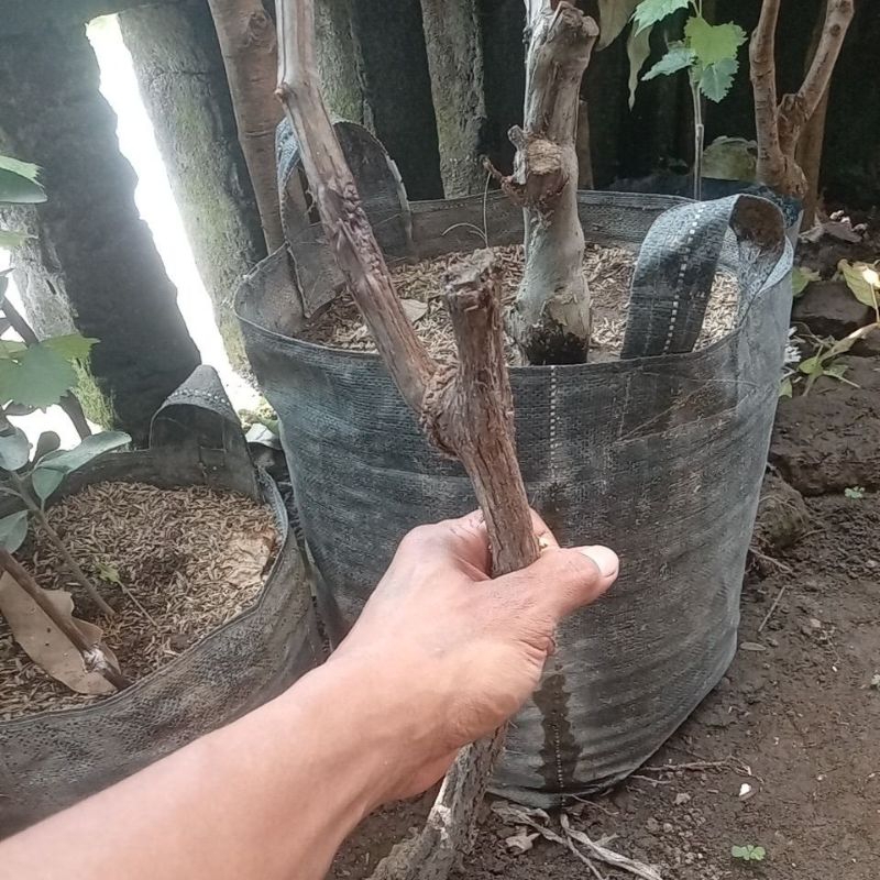 barerot bonggol dongkelan Anggur rootstok import clieora negra batang jumbo