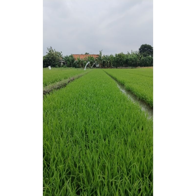 

winih padi 5 biji