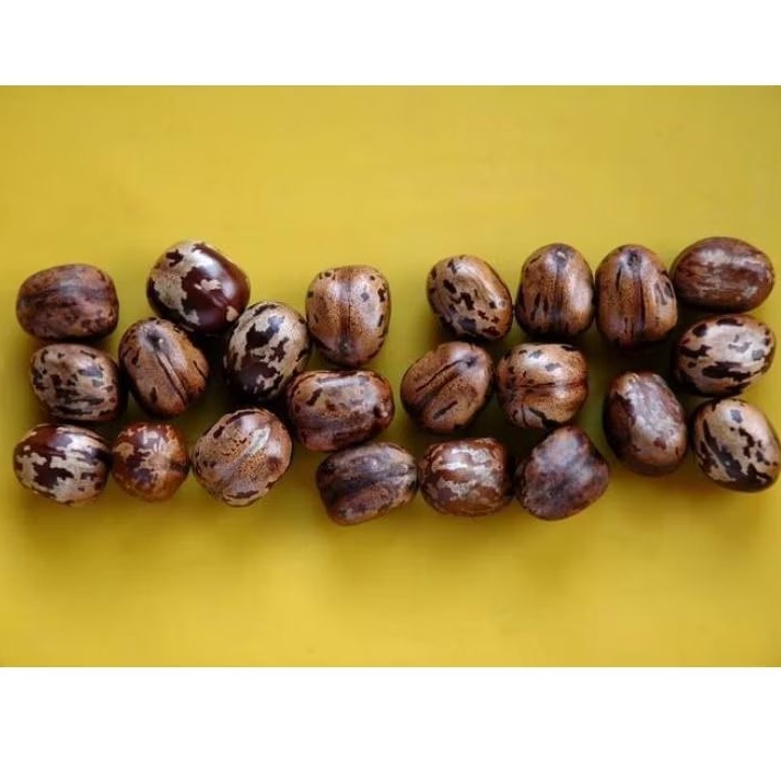 

biji karet kiloan untuk aduan, prakarya. segar berkualitas