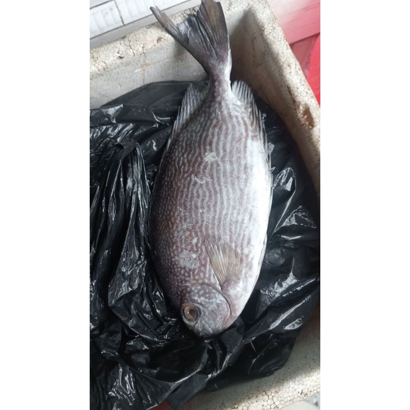 

ikan baronang