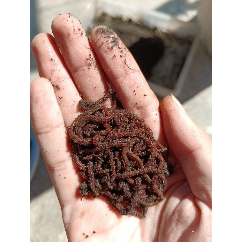 Cacing Merah Untuk Umpan Mancing / Umpan lkan