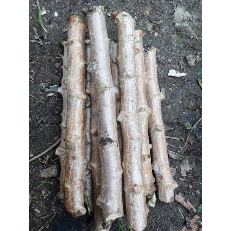 

Singkong putih 12 potong x 25 cm, singkong kayu #ubikayu