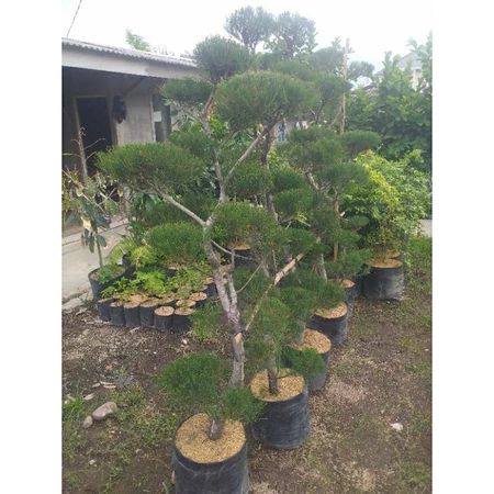 Tanaman Cemara Udang 2 Meter - Besar - Tinggi 2 Meteran