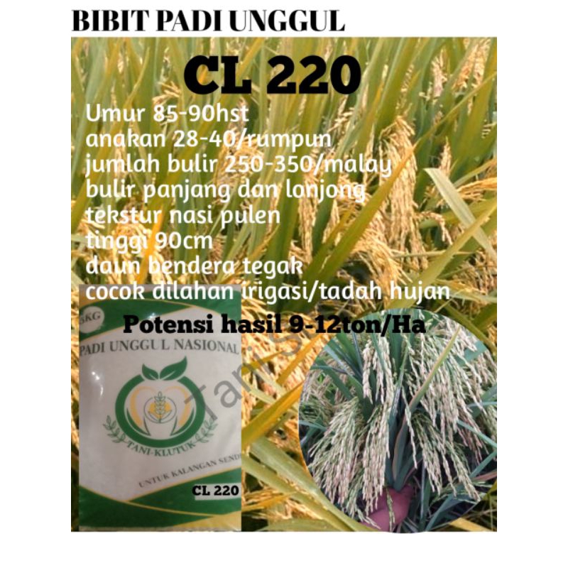 bibit padi CL 220 kemasan 5kg