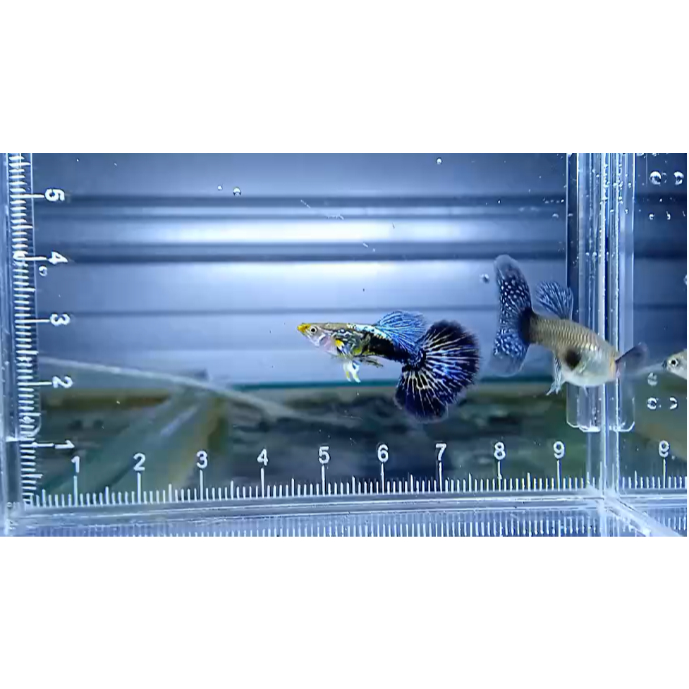 Guppy Blue Dragon Halfmoon( BDH ) Sepasang guppy BlueDragonHalfmoon  ~ Hiasan Aquariumm