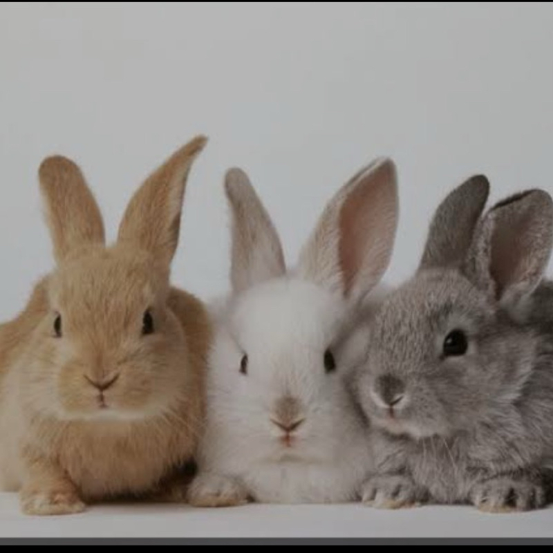 kelinci hewan peliharaan jinak