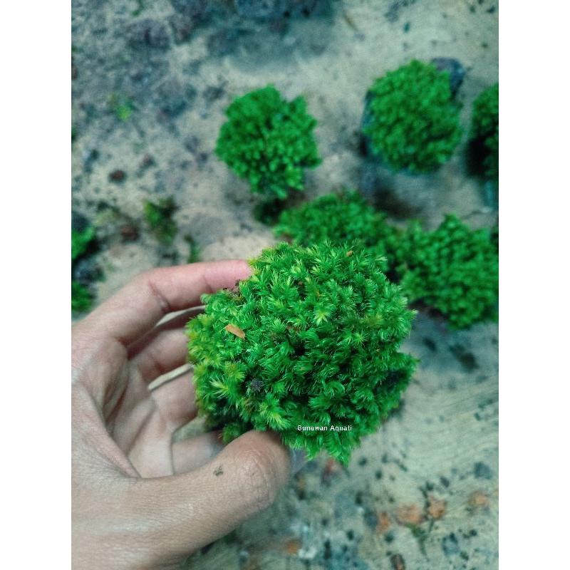 batu lavarock moss paludarium-terrarium