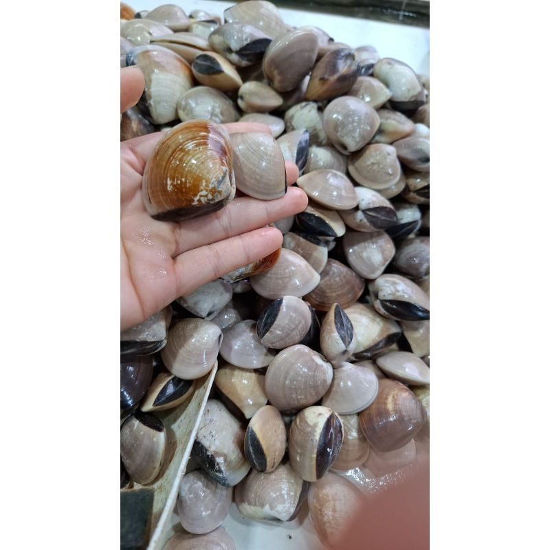 

kerang kepah / kerang tahu hidup fresh