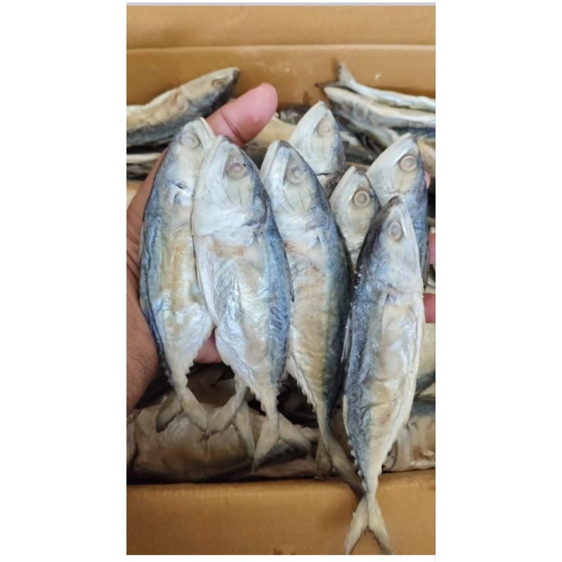 

Ikan Kembung Peda