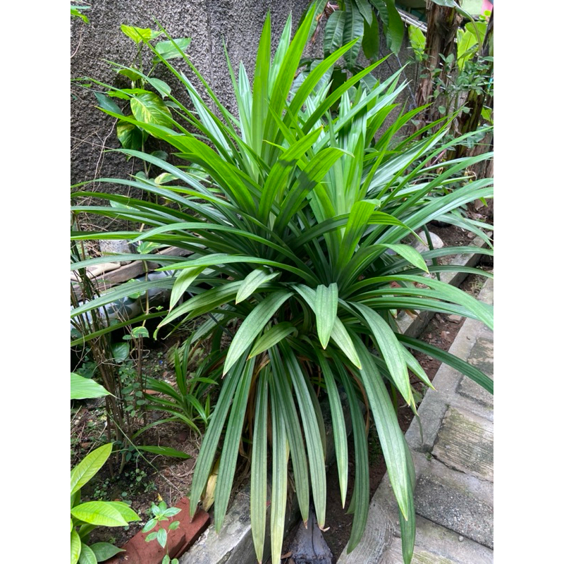 

Daun pandan segar dan fresh ukuran jumbo ( harga per 1 lembar)