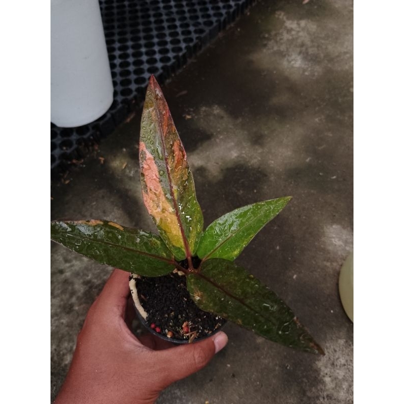 Tanaman anthurium hokeri red series