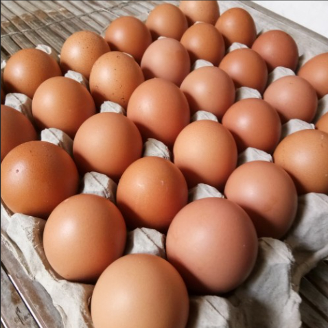 

Telur Ayam Negeri / Eropa Fresh 1 Papan (30 BUTIR)
