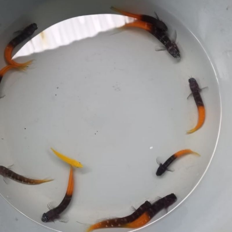 Ikan Hias Laut Jabing Merah