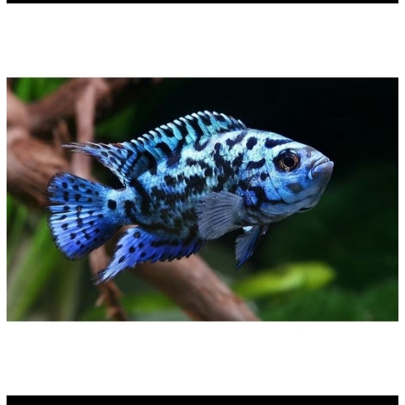 IKAN HIAS EBJD ELECTRIC BLUE JACK DEMPSEY  ONLY GOJEK