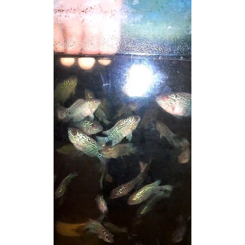 burayak louhan cencu