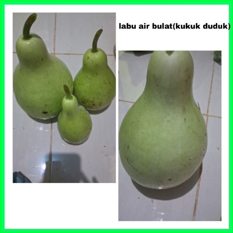 

biji benih labu air bulat/kukuk duduk isi (100 biji)