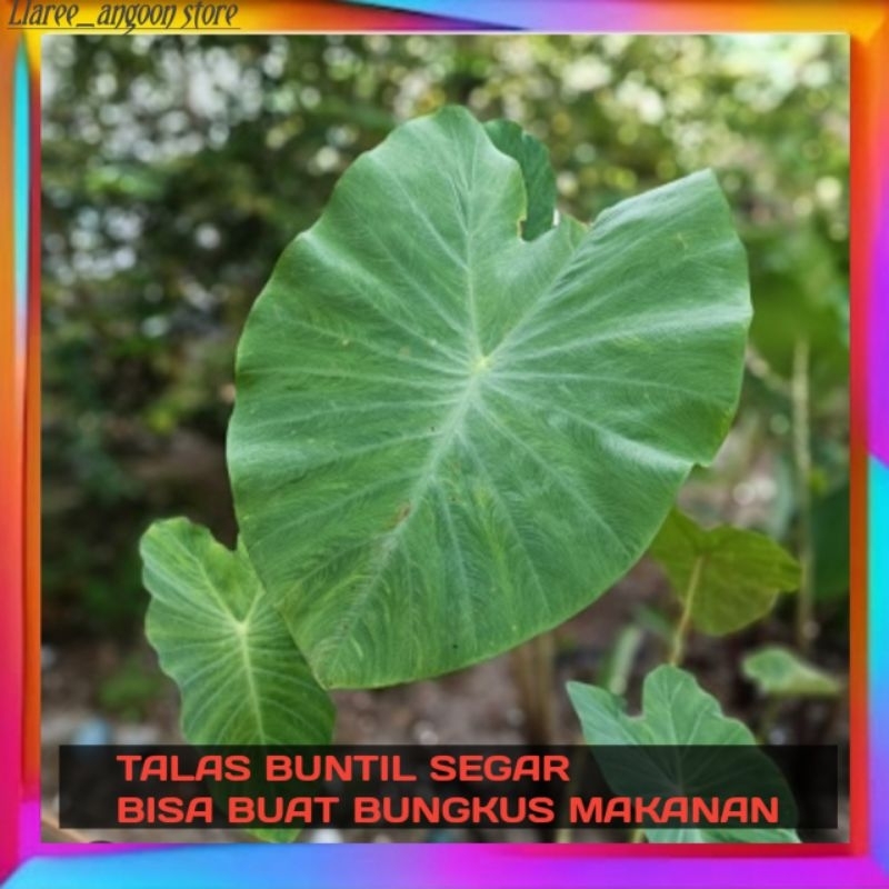 

TALAS BUNTIL SEGAR/TALAS BUNTIL/PER 1 LEMBAR