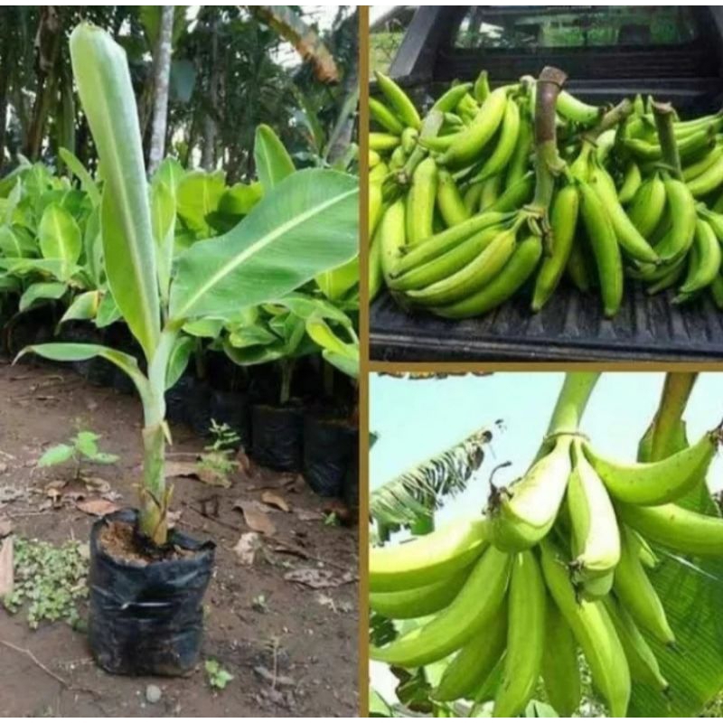 BIBIT PISANG TANDUK SUPER