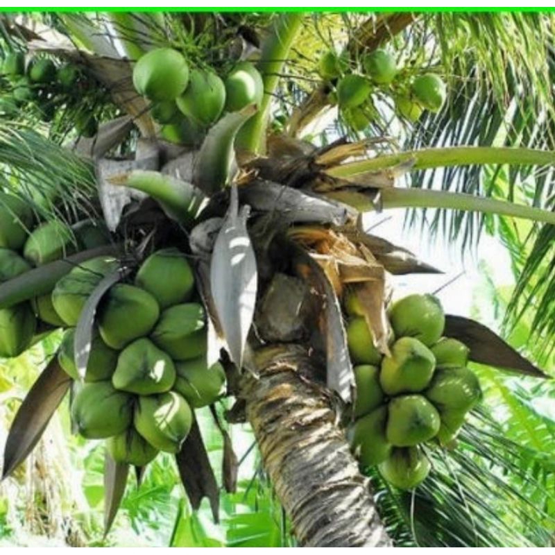 

KELAPA MUDA SEGAR HERBAL