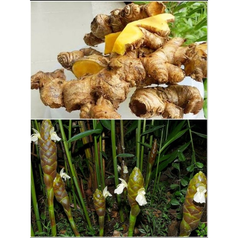 

BANGLE segar berat 100 gram