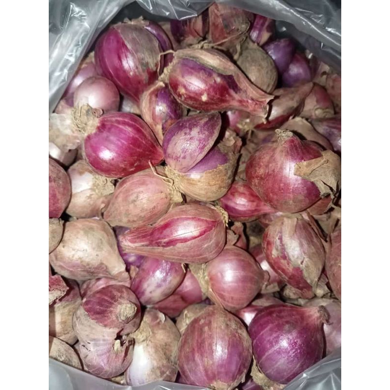 

DAYSTER.ID BRAMBANG BAWANG MERAH CAMPUR -1KG