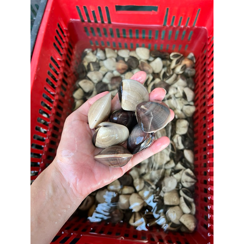 

KERANG TAHU HIDUP 1KG