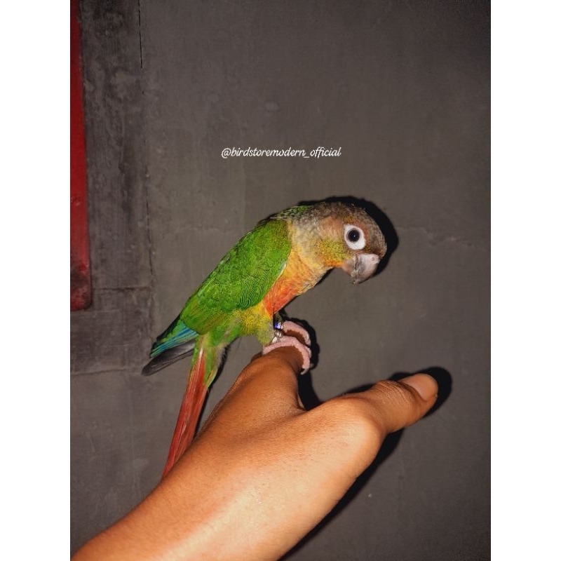 [ HYBRID ] Pineapple Conure × Yellow Sided Conure Remaja Skill FTM & FF [ DNA SEXING ]