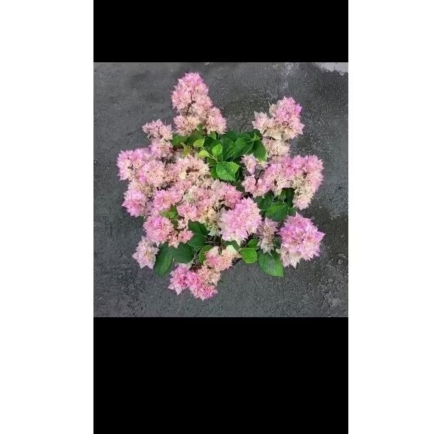 Bunga Bougenville Ceribloosom Hawai putih original