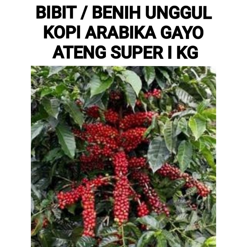 BIBIT / BENIH KOPI ARABIKA GAYO ( ATENG SUPER ) 1 KG COD