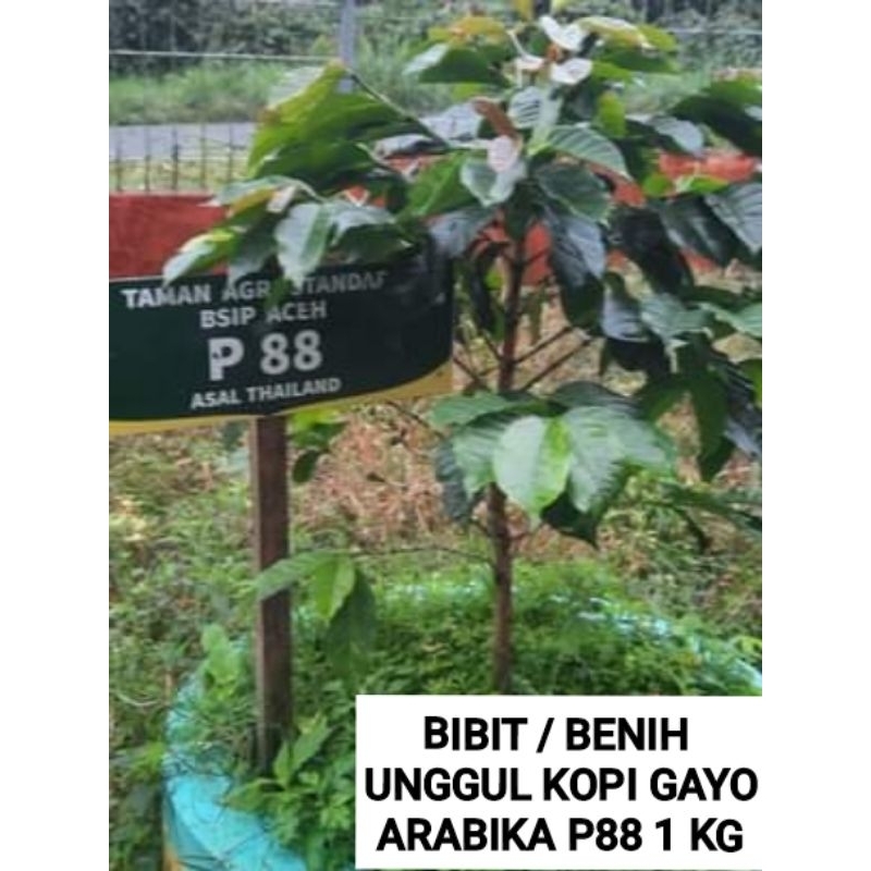 BIBIT / BENIH KOPI ARABIKA GAYO ( ARABIKA P88 ) 1 KG COD