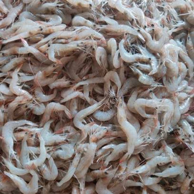Udang Kecil Segar Utuh