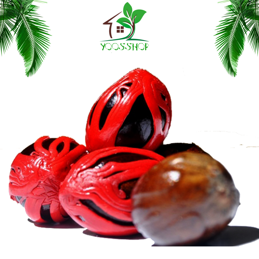 

BUAH PALA SUPER / BIJI PALA SUPER KUPAS TANPA KULIT/ REMPAH REMPAH DAN HERBAL