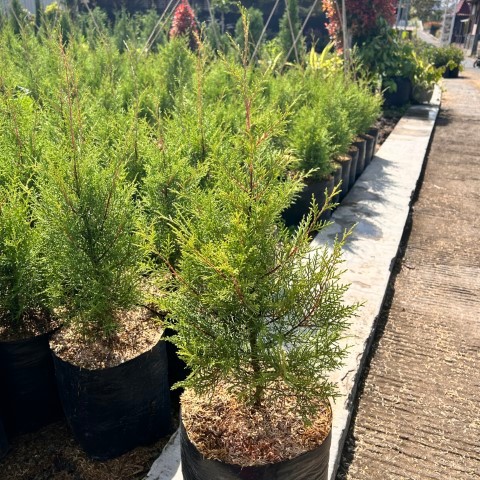 Tanaman Cemara Rentes Rimbun - pohon cemara rentes - cemara rentes