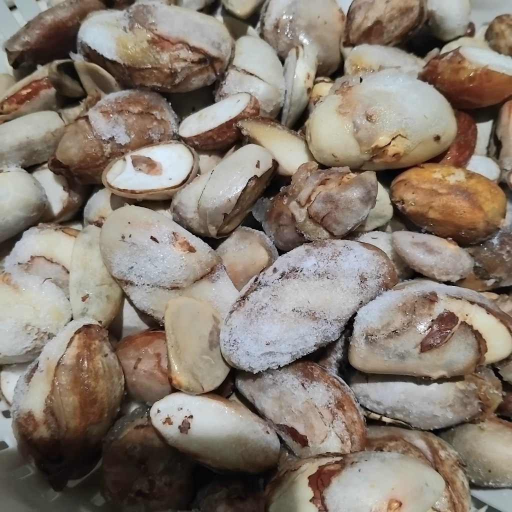 

Biji Nangka Beton 500 gr frozen