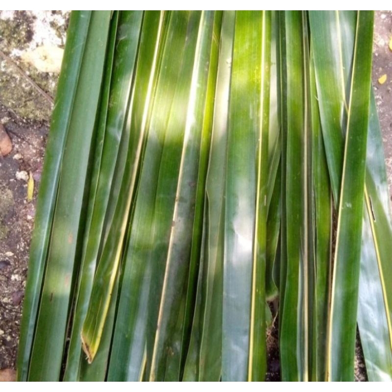 

DAUN BARALAK /DAUN KELAPA TUA 50 LEMBAR BAHAN KERAJINAN