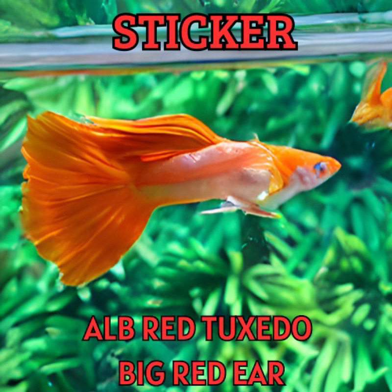 Hiasan Aquarium Guppy alb Red tuxedo