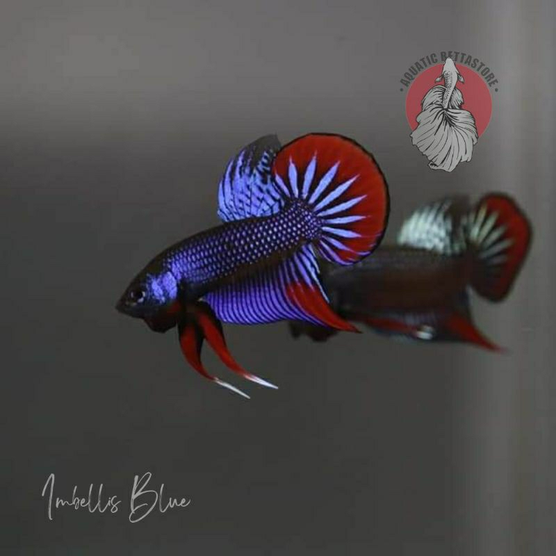 wild betta imbellis blue