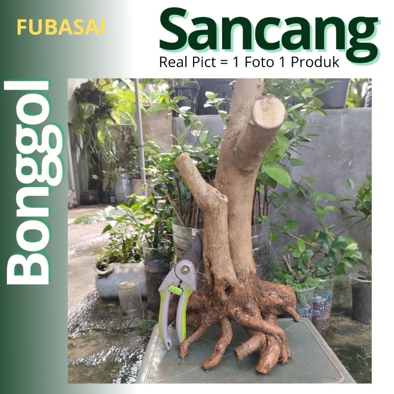 Bahan Bonsai Bonggol | Bonggol Bahan Bonsai