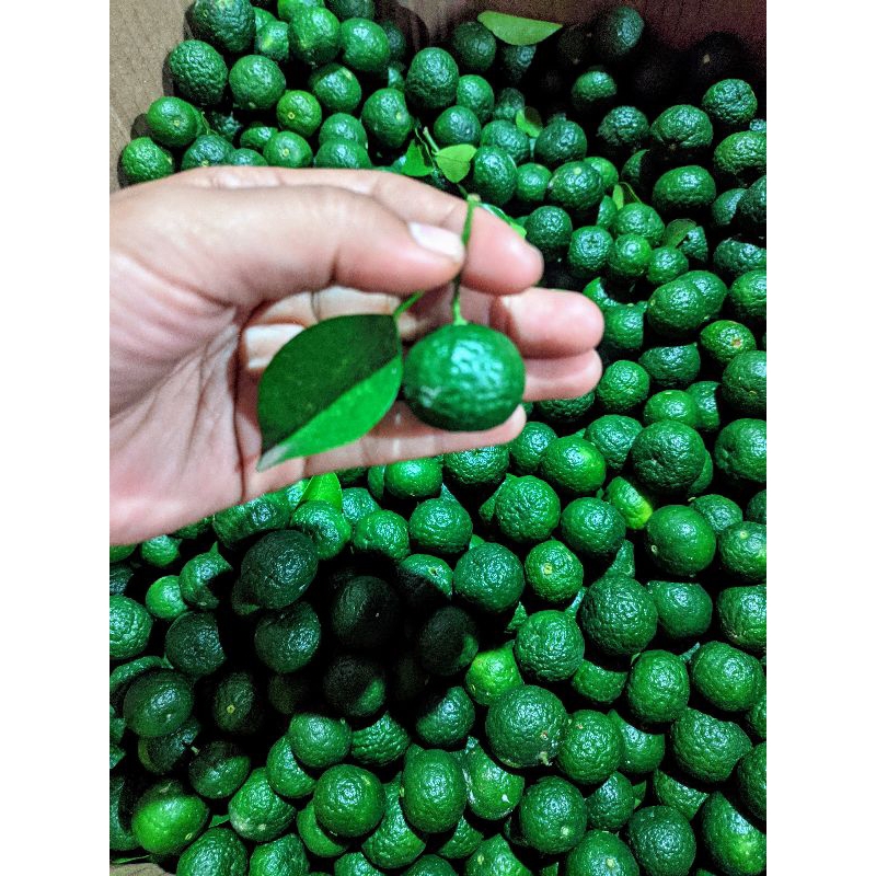 

Jeruk Limau 500gram Fresh Petik Langsung