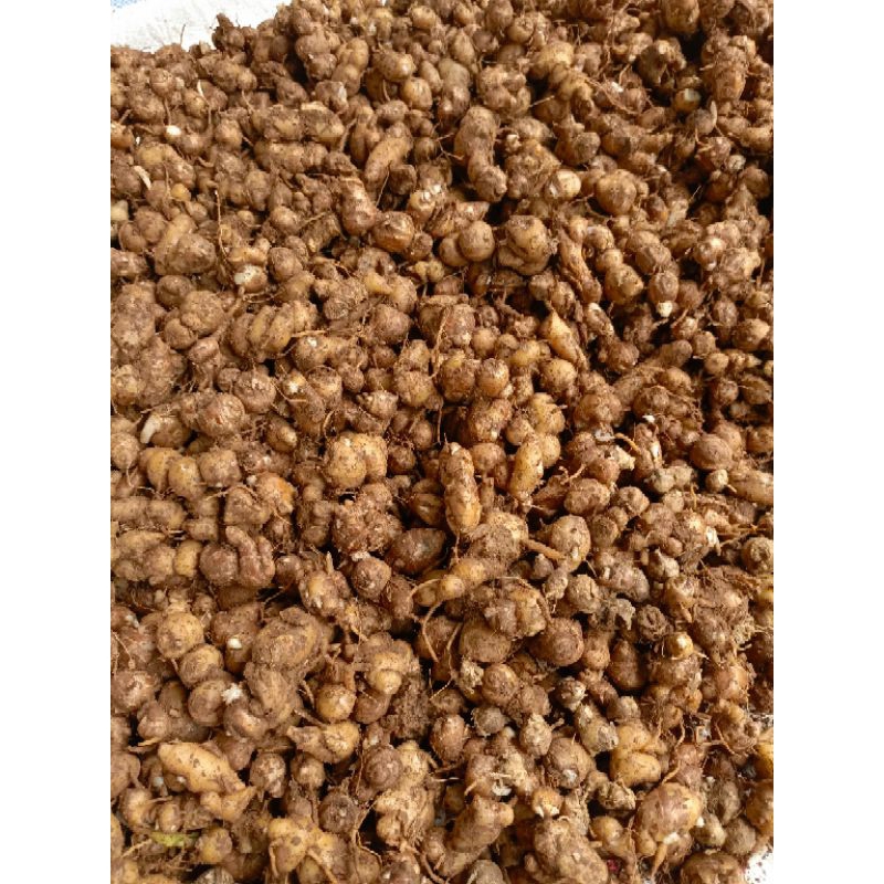 

KTr190 ( 5kg ) Kencur/Cikur Asli Ciamis Wangi Enak Cocok untuk Semua Bumbu Maknan Terutama Seblak